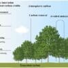New framework aims to rebuild trust in forest carbon credits Image: Schematic diagram of the climate mitigation effectiveness of forests - 'Restoring Trust: Rebuilding the Forest Carbon Credit System Through Scientific Rigor'