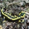 Temperate species found more vulnerable to climate change than previously thought Image: European fire salamander (Salamandra salamandra)