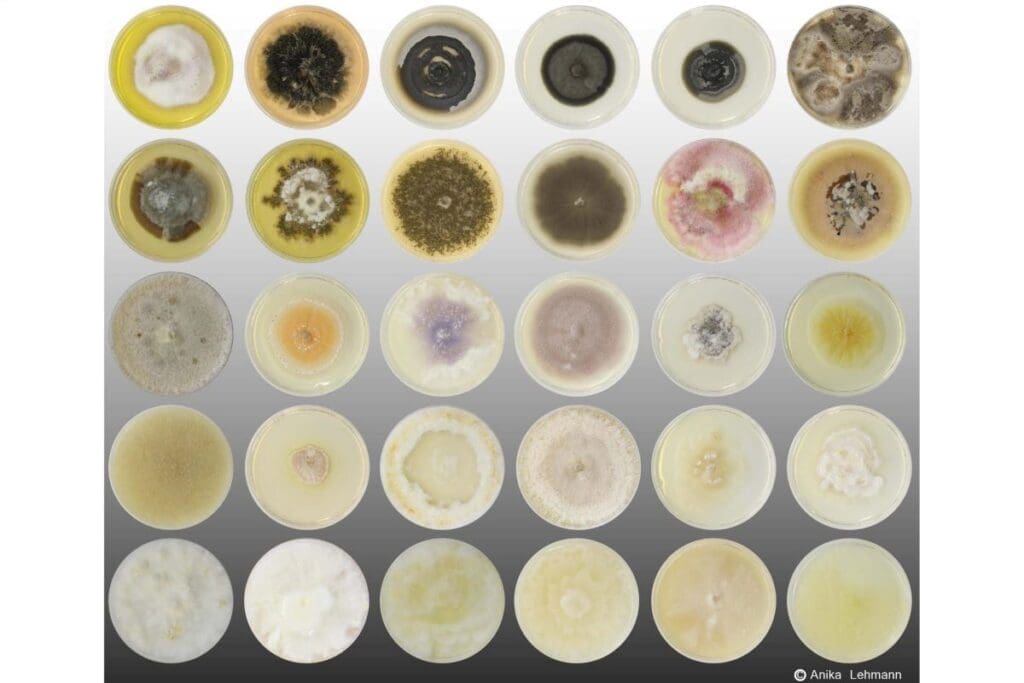 Image: fungal isolates (s. Soil fungal diversity)