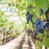 Climate change may not force vineyards to switch grape varieties Image: Close-up of ripe grapes on vineyard vines ready for harvest under bright sunlight