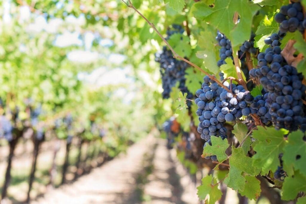 Climate change may not force vineyards to switch grape varieties Image: Close-up of ripe grapes on vineyard vines ready for harvest under bright sunlight