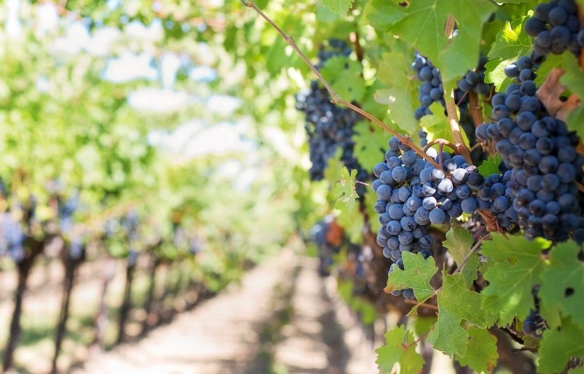 Climate change may not force vineyards to switch grape varieties Image: Close-up of ripe grapes on vineyard vines ready for harvest under bright sunlight