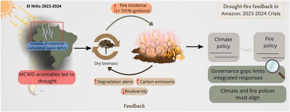 Amazon dry season lengthens as drought risk grows Image: Graphical abstract - 'Intensification of drought-associated wildfires challenges actions for Amazonia’s sustainable development'