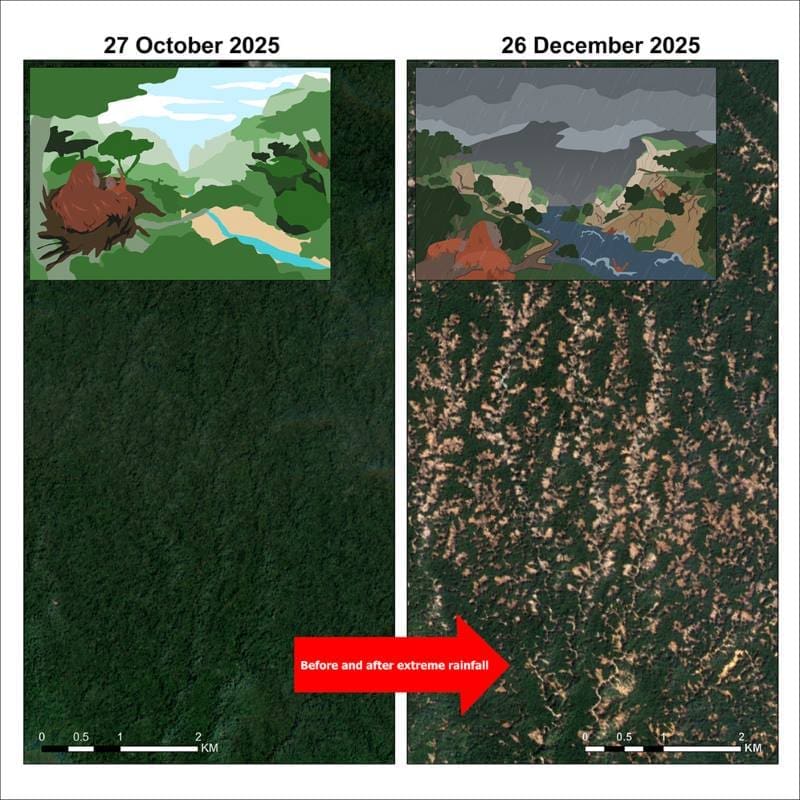 Climate change-fuelled storm decimated world's rarest great ape: study Image: Graphical abstract - 'Extreme rainfall further endangers the world’s rarest great ape'