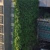 South-facing green walls reduce indoor temperatures during heatwaves Image: Aerial view of a modern building with a lush vertical garden facade
