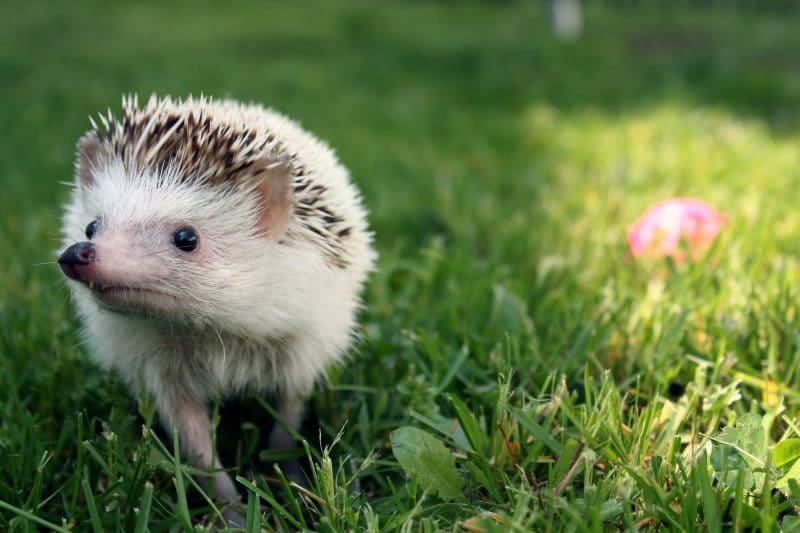 From birds to fish, how extreme heat causes wildlife to suffer Image: a hedgehog walking through the grass (s . climate change, wildlife)