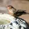 From birds to fish, how extreme heat causes wildlife to suffer Image: a bird sitting on top of a bird bath
