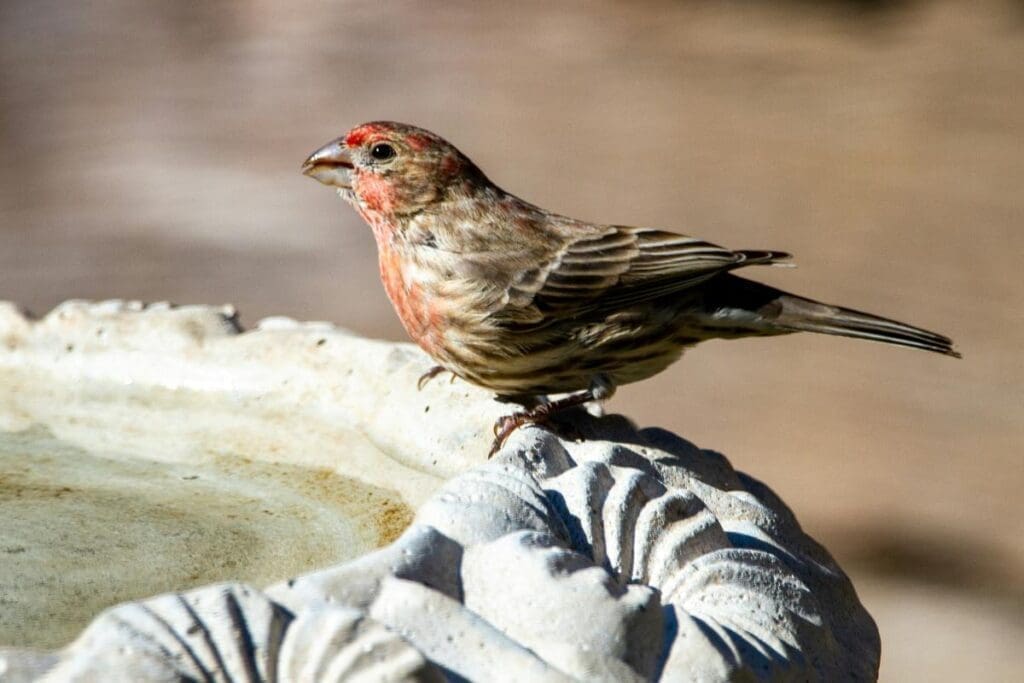 From birds to fish, how extreme heat causes wildlife to suffer Image: a bird sitting on top of a bird bath