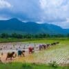India braces for El Niño-linked dry conditions Image: a group of people working in a field