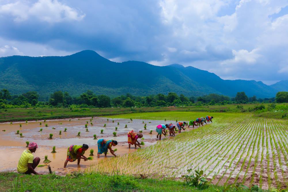 India braces for El NiƱo-linked dry conditions Image: a group of people working in a field (s. El NiƱo, dry conditions, climate)