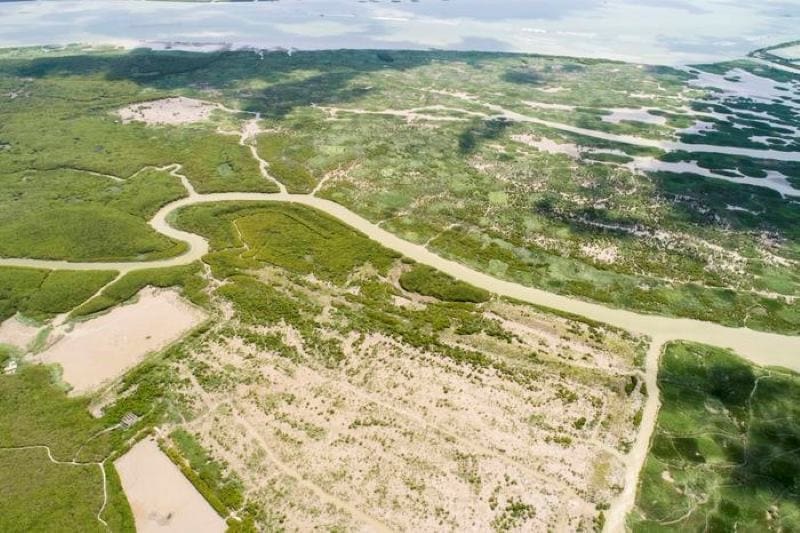 Climate Science Digest: June 9, 2026 Image: Aerial view of mangroves and seedlings in the Zhangjiang River Estuary in Fujian Province, China