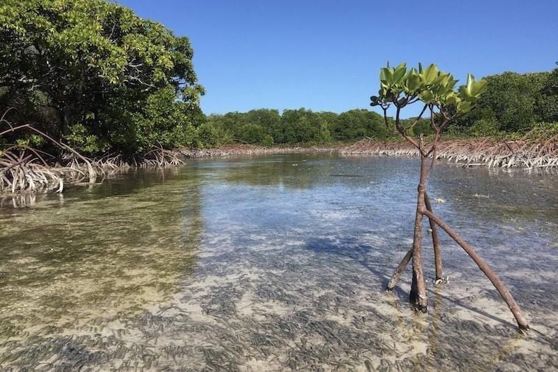 Climate Science Digest: June 9, 2026 Image: mangrove forest