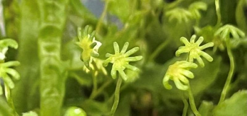 Climate Science Digest: June 2, 2026 Image: Fountain liverwort (Marchantia polymorpha)