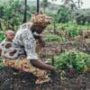 Climate change linked to higher childhood stunting in 34 African countries Image: A woman carries a baby on her back while working in a field in Sierra Leone