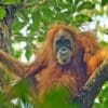 Climate change-fuelled storm decimated world's rarest great ape: study Image: Pongo tapanuliensis female (s. world's rarest great ape species)