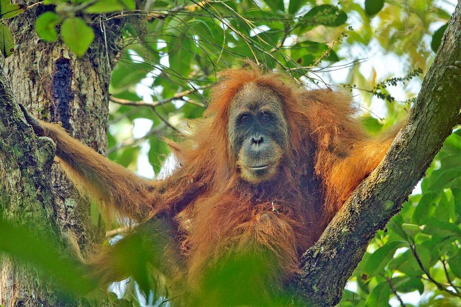Climate change-fuelled storm decimated world's rarest great ape: study Image: Pongo tapanuliensis female (s. world's rarest great ape species)