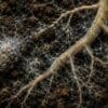Image: Illustration of plant roots and mycorrhizal fungi interacting beneath the soil surface, showing fungal networks surrounding the roots