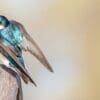 Image: blue and brown bird on brown wooden post (s. Tree Sparrow, climate change, insects)