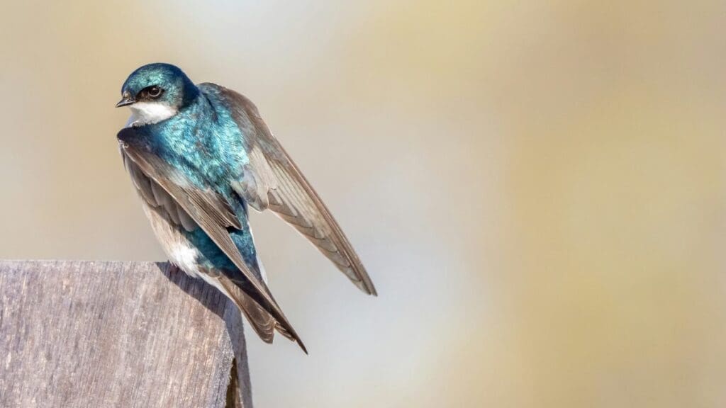 Image: blue and brown bird on brown wooden post (s. Tree Sparrow, climate change, insects)
