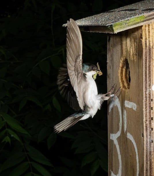 Image: Tree swallow (Tachycineta bicolor)