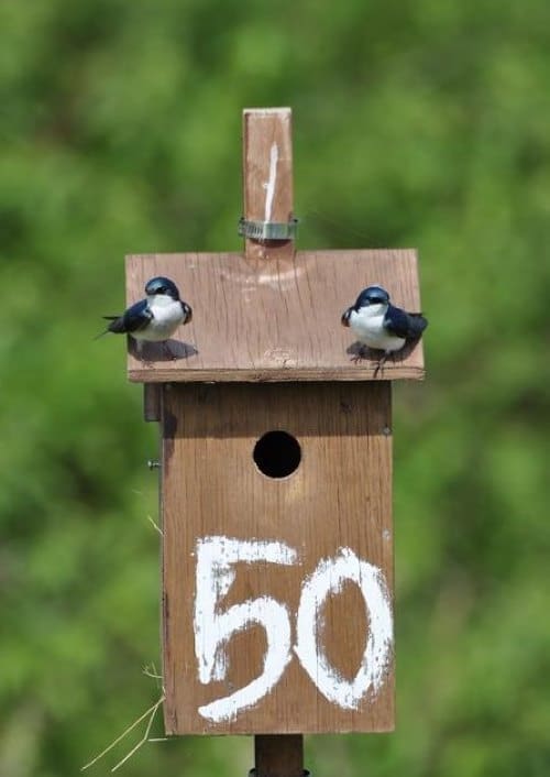Image: tree swallows on a nest box at Long Point Bird Observatory