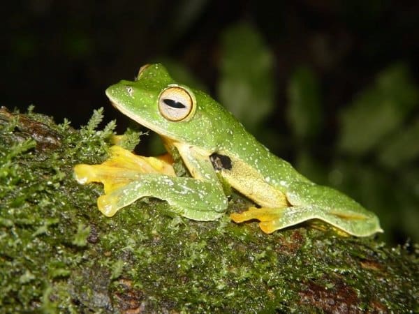 Image: Tropical Asian Tree Frog