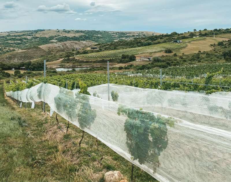 Climate change may not force vineyards to switch grape varieties Image: Scenic view of a vineyard covered with netting in a rural hillside landscape during summer (s. grape varieties, climate change)