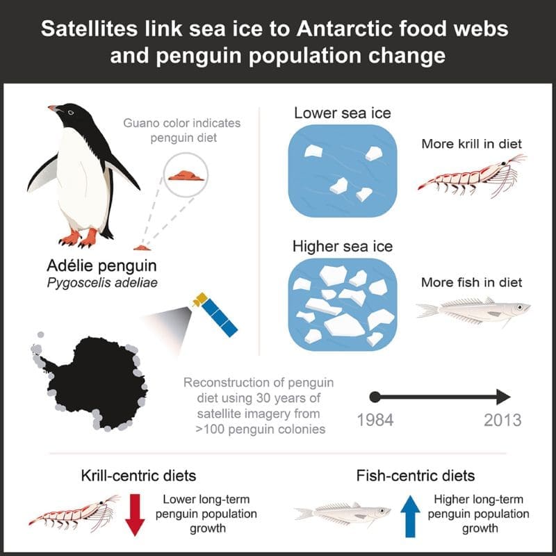 Satellite images reveal links between sea ice and penguin diets Image: Penguin diets graphic