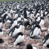 Satellite images reveal links between sea ice and penguin diets Image: Adélie penguin colony