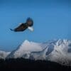 US further weakens endangered species protections Image: a bald eagle flies against snow-capped mountains