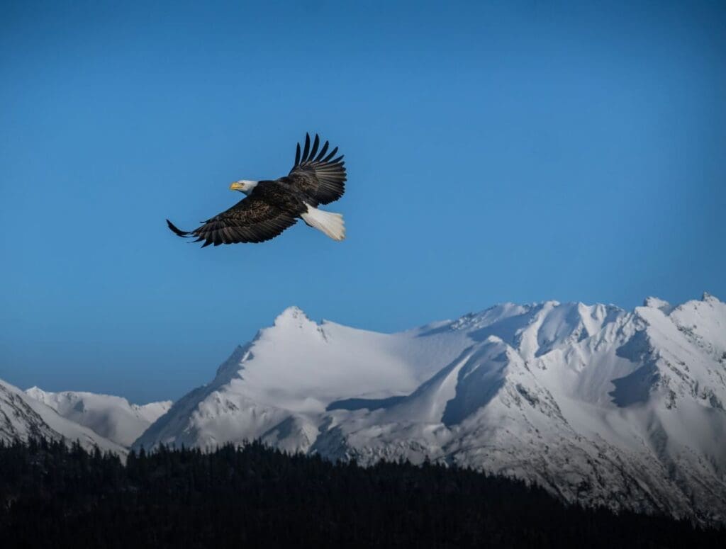 US further weakens endangered species protections Image: a bald eagle flies against snow-capped mountains