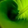 Image: a close up view of a green leaf