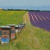 Uproar in France over reintroduction of bee-harming pesticides Image: Colorful beehives amidst beautiful lavender and sunflower fields, France (s. bee-harming pesticides)