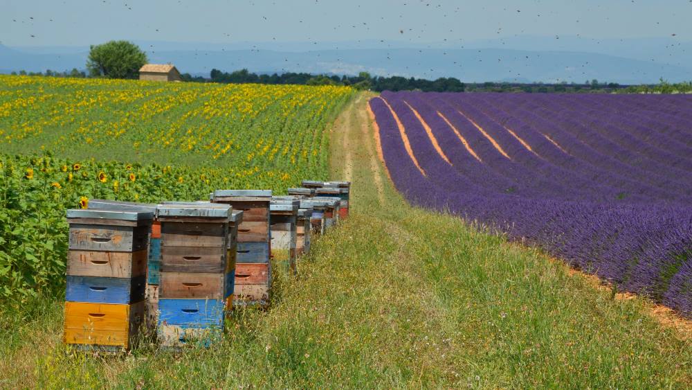 Uproar in France over reintroduction of bee-harming pesticides Image: Colorful beehives amidst beautiful lavender and sunflower fields, France (s. bee-harming pesticides)