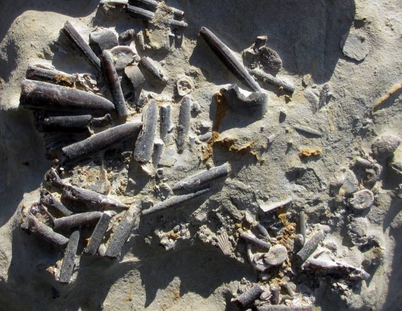 Climate Science Digest: July 10, 2026 Image: Belemnite fossils from Peniche, Portugal (s. climate change)
