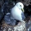 Seabirds trade survival chances for future breeding success Image: black-legged kittiwakes