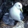 Image: black-legged kittiwakes