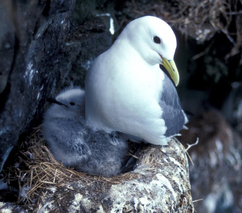 Seabirds trade survival chances for future breeding success Image: black-legged kittiwakes (s. seabirds, breeding)