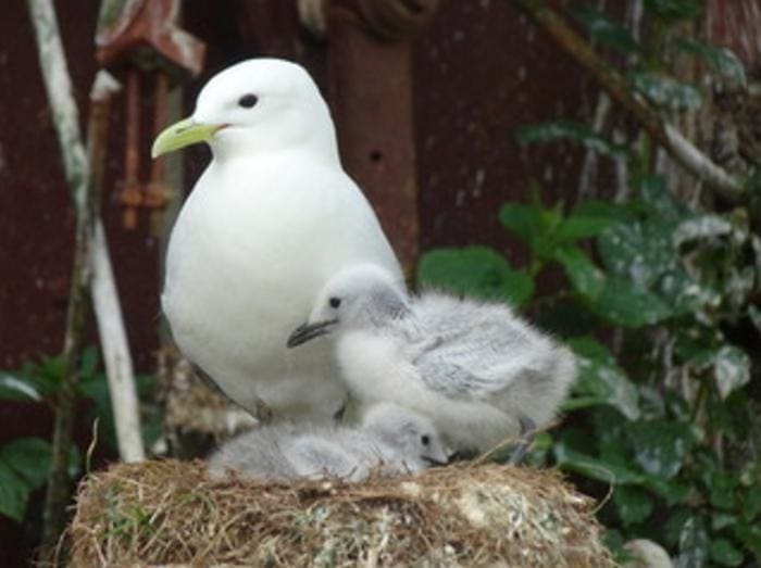 Seabirds trade survival chances for future breeding success Image: black-legged kittiwakes tend to their chicks