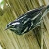 Canadian wildfire smoke linked to changes in New York bird sightings Image: A black and white warbler
