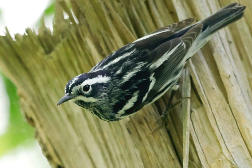 Canadian wildfire smoke linked to changes in New York bird sightings Image: A black and white warbler