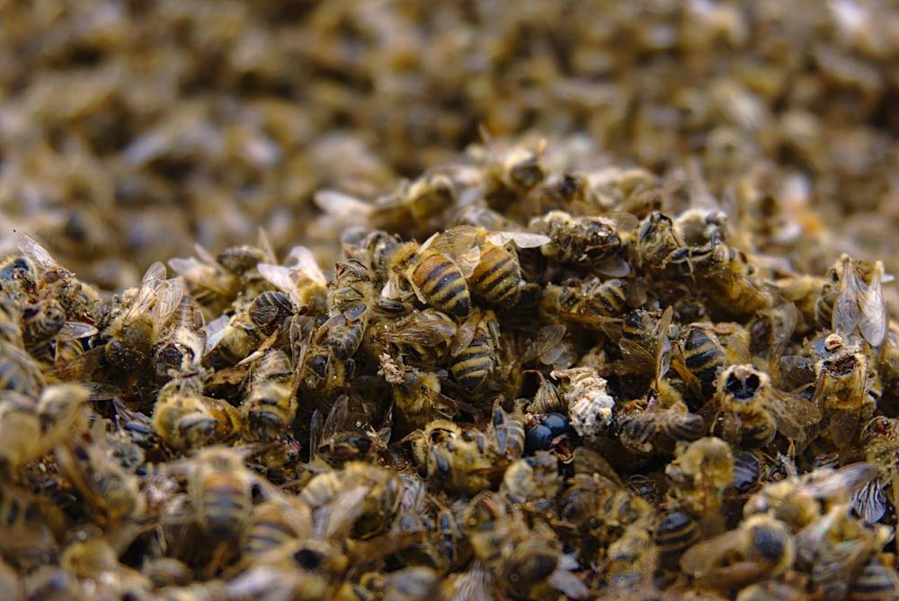 Uproar in France over reintroduction of bee-harming pesticides Image: dead bees (s. pesticides, acetamiprid, flupyradifurone)