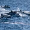 Image: A dynamic scene of dolphins gracefully swimming across the Pacific Ocean in San Diego, California, USA