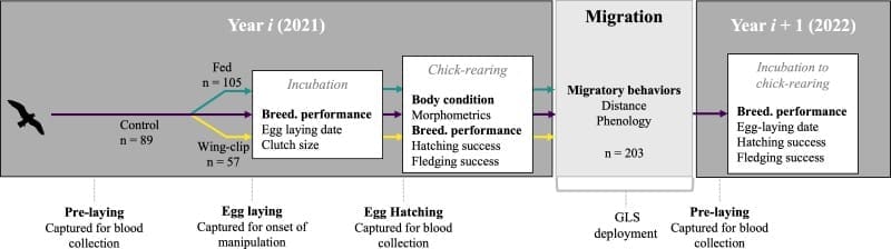 Seabirds trade survival chances for future breeding success Image: Fig 1 - 'Energetic flexibility as a hidden axis of life-history trade-offs: experimental evidence from a long-lived seabird'