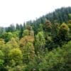 Himalayan forests reveal two paths to storing carbon Image: Mixed vegetation in the Greater Himalayan National Park