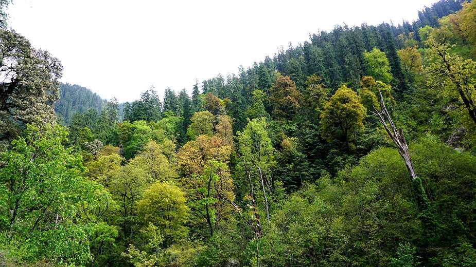 Himalayan forests reveal two paths to storing carbon Image: Mixed vegetation in the Greater Himalayan National Park
