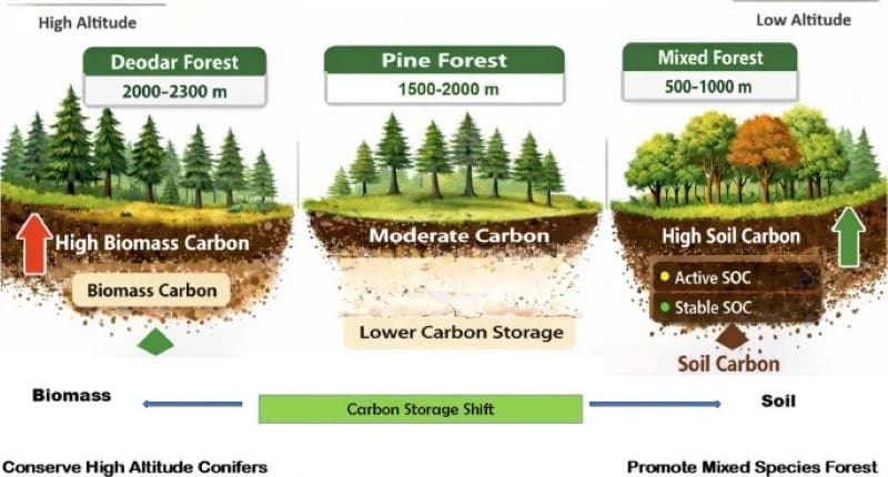 Himalayan forests reveal two paths to storing carbon Image: Graphical Abstract - 'Himalayan altitude gradient drives divergent carbon storage: conifer biomass peaks, broadleaf soils stabilize' (s. Himalayan forests)