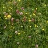 Order of species loss shapes grassland stability Image: Colorful meadow