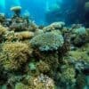 Great Barrier Reef at risk of 'collapse', scientists warn Image: green coral reef - Great Barrier Reef, Queensland, Australia