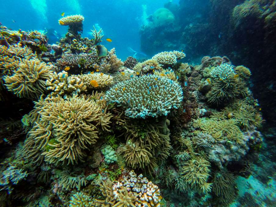 Great Barrier Reef at risk of 'collapse', scientists warn Image: green coral reef - Great Barrier Reef, Queensland, Australia